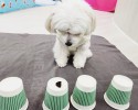 강아지 야바위놀이