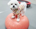 짐볼에 서있기 -  전신밸런스 향상과 코어근육에 도움이…