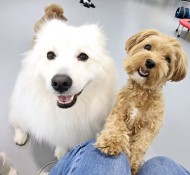 부천강이지유치원 댕댕이들 일상