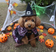 부천강아지유치원 할로윈파티