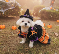 부천강아지유치원 할로윈파티