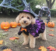 부천강아지유치원 할로윈파티