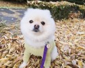 부천강아지유치원 가을 산책