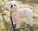 부천강아지유치원 가을 산책