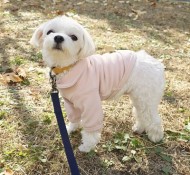 부천강아지유치원 가을 산책