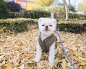 부천강아지유치원 가을 산책