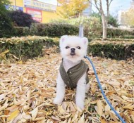 부천강아지유치원 가을 산책